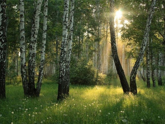 Create meme: birch grove pine forest, morning in the forest, A July morning in the forest