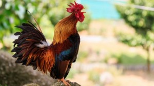 Create meme: download natural sound alarm rooster, stop cock, cock digs