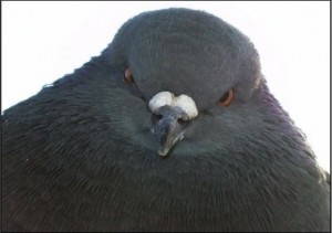 evil pigeon meme