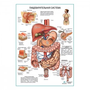 Создать мем: анатомия пищеварительной системы, пищеварительная система человека анатомия плакат, пищеварительная система плакат
