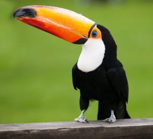 Create meme: big Toucan, Toucan bird, Toucan