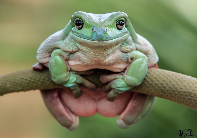 Создать мем: жаба, жаба милая, жаба зеленая