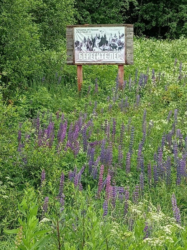 Create meme: field plants, Wild lupin, Lupin 