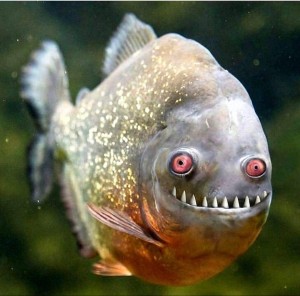 Create meme: piranha, piranhas, fish Ulybka