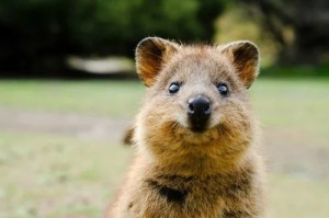 Create meme: wombat and quokka, kangaroo quokka