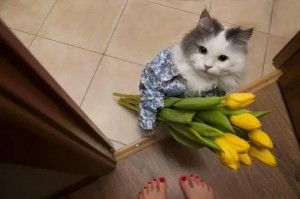 Create meme: kitten with a bouquet of flowers, the cat gives flowers, cat with flowers