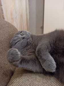 Create meme: British Shorthair, Scottish fold cat, Scottish fold cat