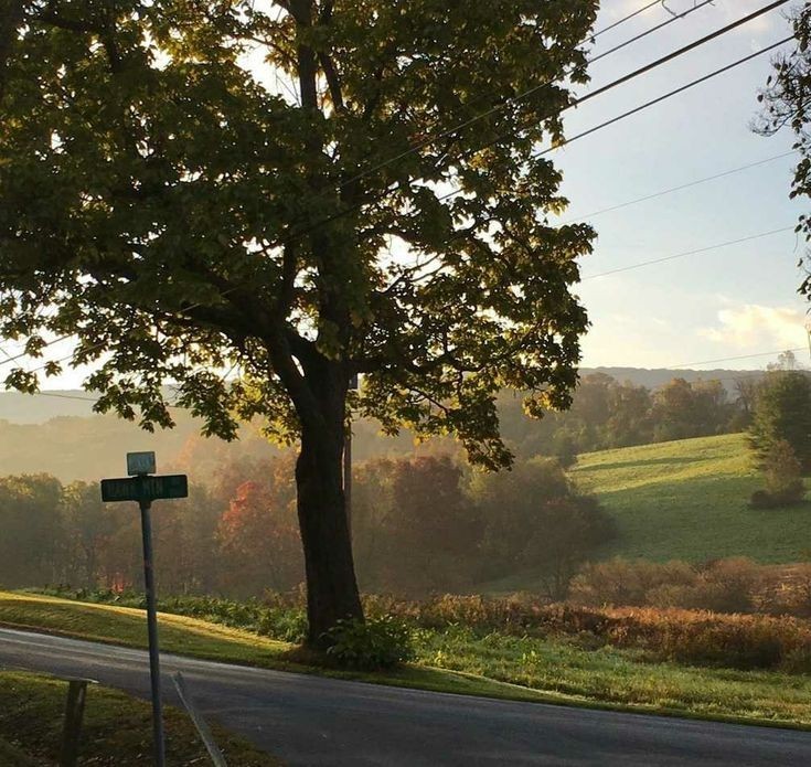 Create meme: landscape trees, oak in the field, nature landscape