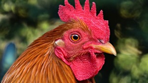 Create meme: rooster , the head of the cock , the cock bird