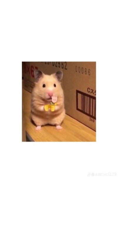 Create meme: funny hamsters, dwarf hamster, hamster cute