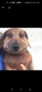 Create meme: dog, Dachshund meme