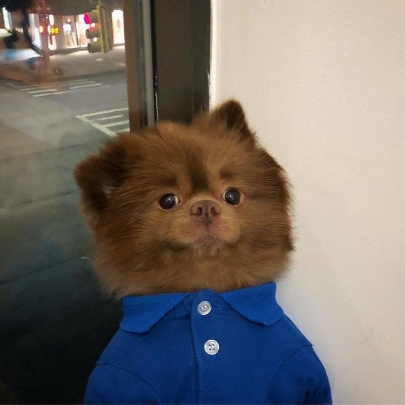 Create meme: The Pomeranian Bertram, Pomeranian , Bertram the Pomeranian bear cub