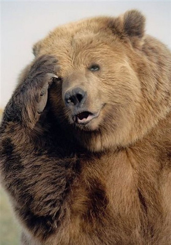 Create meme: The bear, brown bear kodiak, bear bear