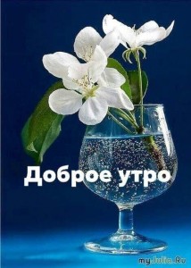 Create meme: flowers, good morning, good morning