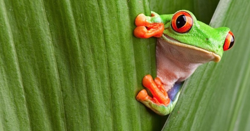 Create meme: toad frog, frog in the swamp, bright - eyed tree frog lemur