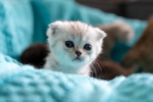 Create meme: cat Scottish fold, Scottish fold cat, adorable kittens