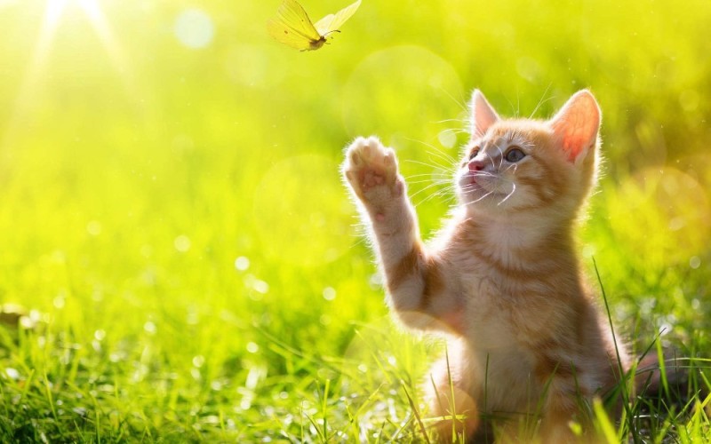 Create meme: Sunny cat , kitten redhead, A cat in the sun