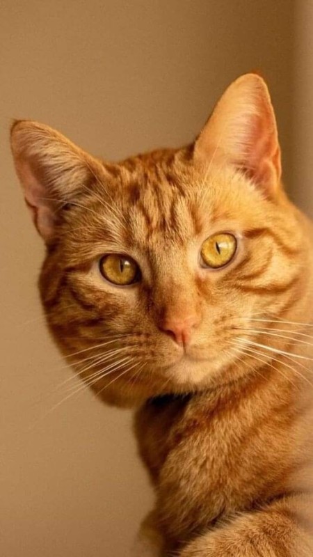 Create meme: red cat , cat red , ginger tabby cat