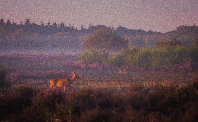 Create meme: deer in the field, roe deer at dawn, landscape 