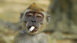 Create meme: funny veslyana with a cigarette, funny monkey with a cigarette, the monkey smokes