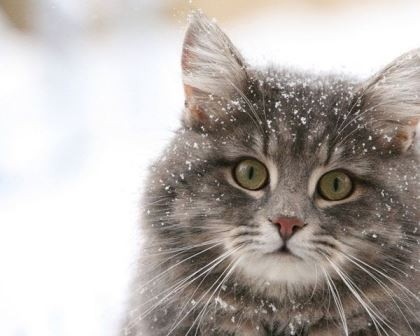 Create meme: cat snow, winter cat, snow cat