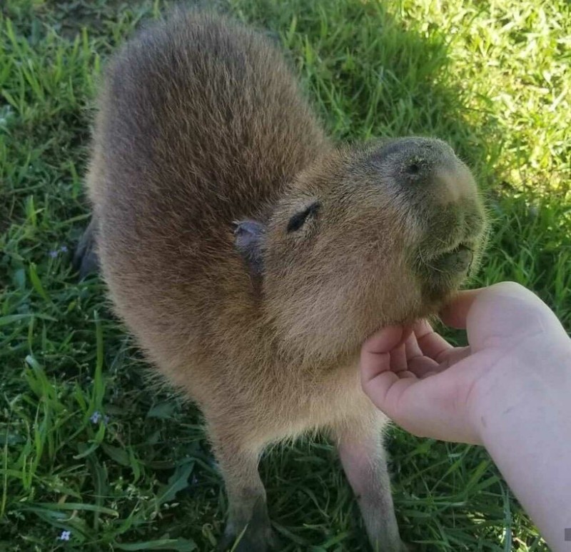 Create meme: big capybara, capybara capybara, capybara cub