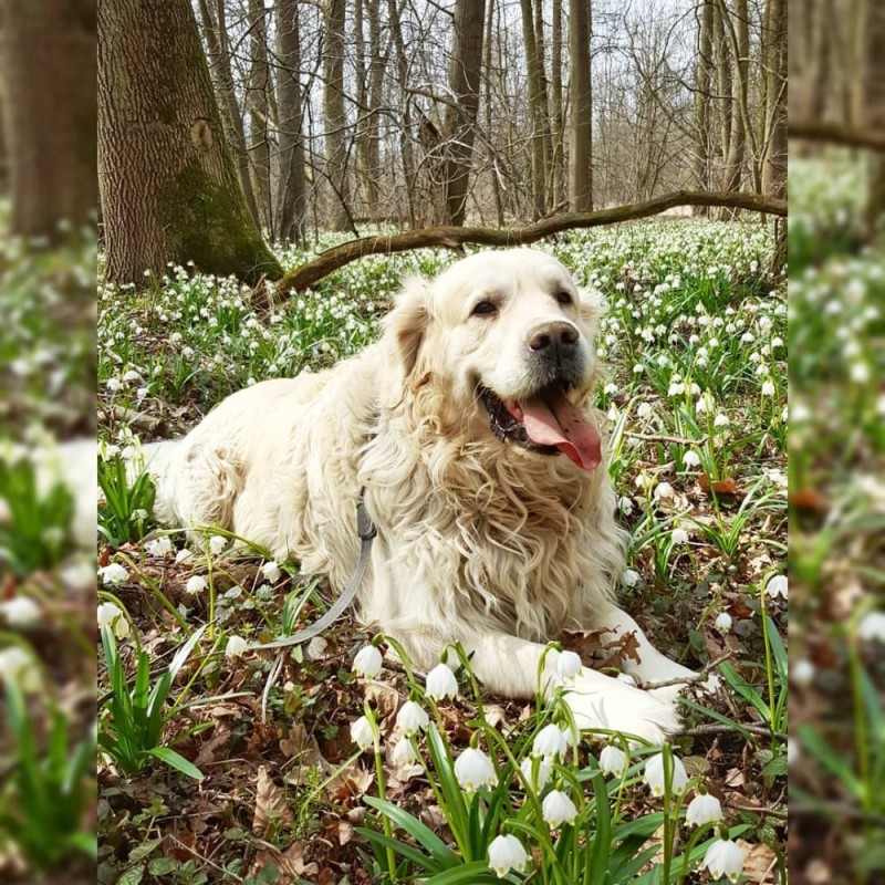 Create meme: Retriever dog, golden retriever, Retriever 