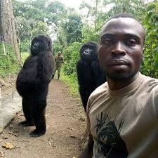 Create meme: gorilla and man, gorilla, mountain gorilla