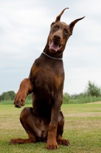 Create meme: doberman pinscher, Doberman Pinscher, breed Doberman