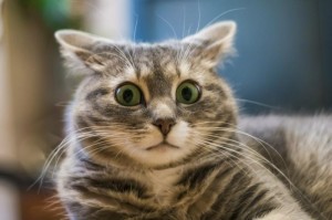 Create meme: surprise cat, surprised cat photo animation, surprised kitty photo