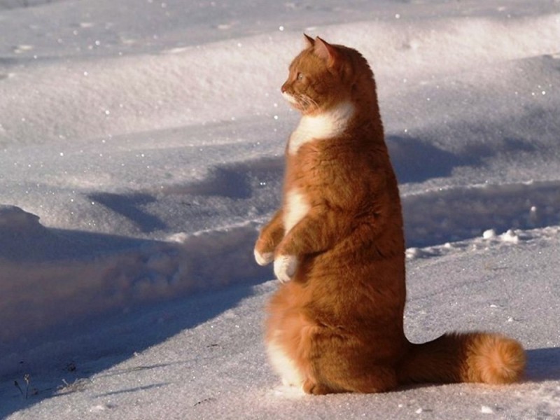 Создать мем: кошка на снегу, кот на снегу, рыжий кот в снегу