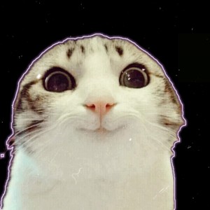 Create meme: cats, cats memes, smiling cat