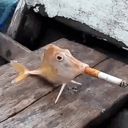 Создать мем: рыба, рыба с сигаретой во рту, рыба с сигаретой