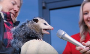 Create meme: apostolove, possum with microphone, possum