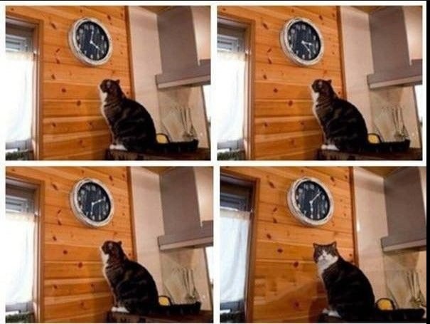 Create meme: meme with a cat and a clock, the cat looks at his watch, It's time for the cat meme
