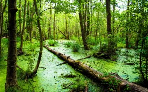 Create meme: forest bog, the sounds of nature, swamp