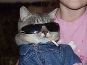 Create meme: cool cat, cat