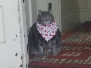 Create meme: fat cat with scarf, cat, cat in a bib