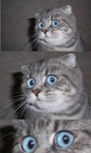 Create meme: cat, meme surprised cat, cat in shock meme