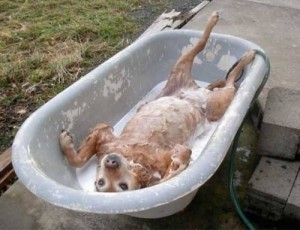 Создать мем: bathtub, dog, смех до слез