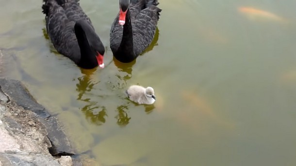 Create meme: The black swan, the chick of the black swan, black swan couple with chicks