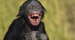 Create meme: funny animals, chimpanzees, monkey