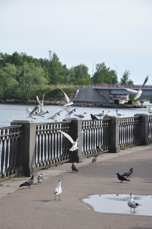 Create meme: St. Petersburg Neva seagulls, chaika St. Petersburg, seagulls on the embankment