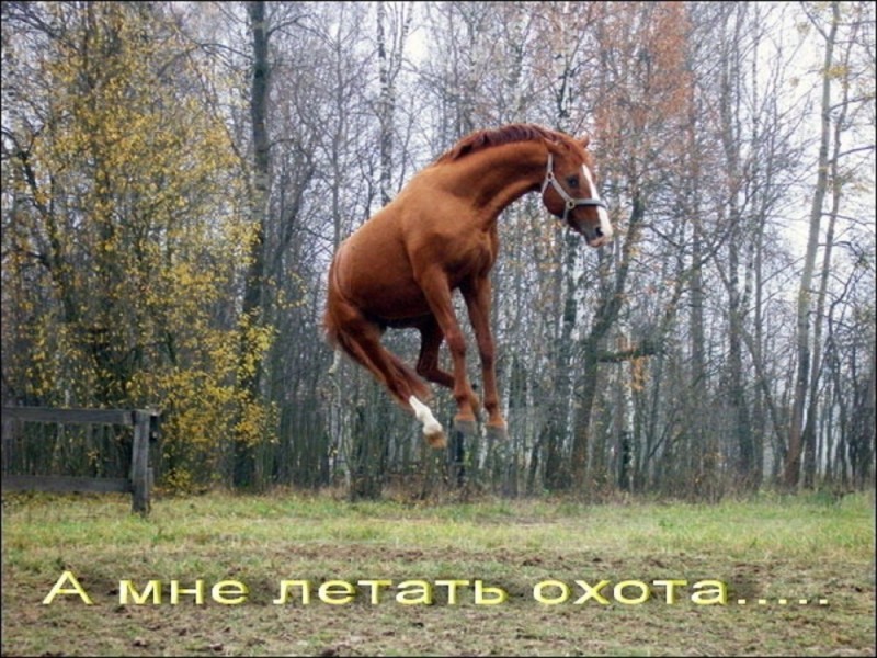 Create meme: funny horses with inscriptions, the horse reared up, horse 