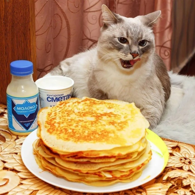 Create meme: the cat with the pancakes , cat with pancakes and sour cream, pancake cat