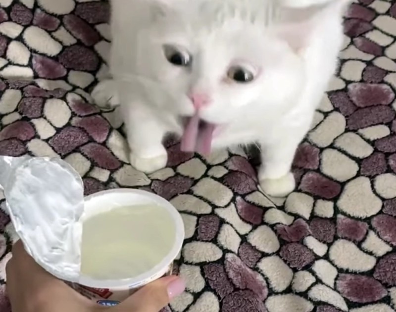 Create meme: belching cat, the cat in the cream, cat in milk