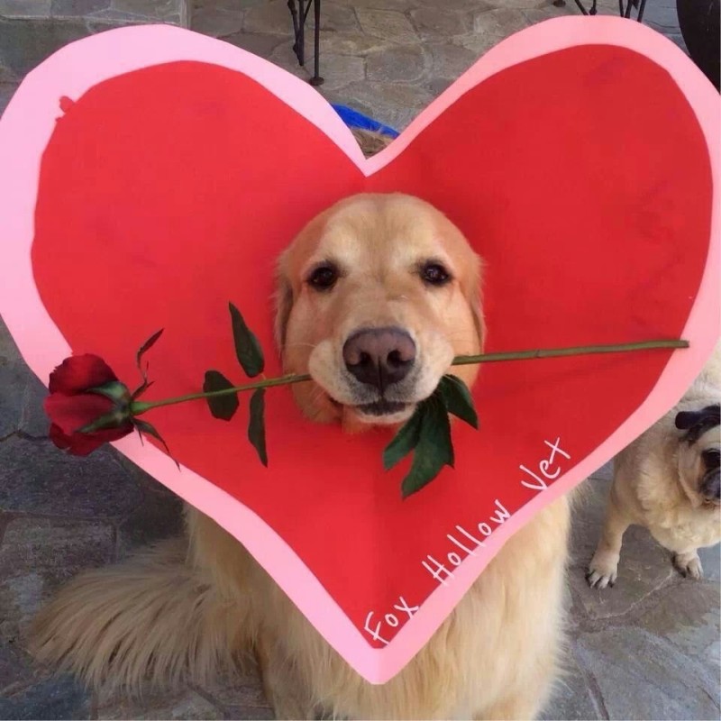 Create meme: dog , a dog with a heart, dogs