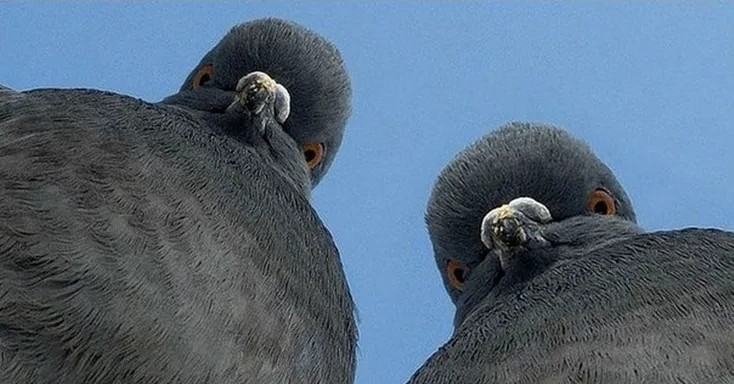 Create meme: evil dove, pigeon bird , pigeon meme 