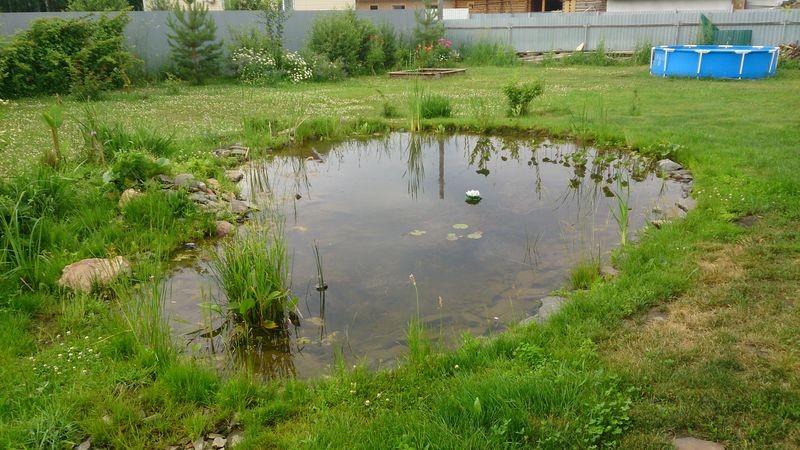 Create meme: pond in the country, pond in the garden, a pond in the country