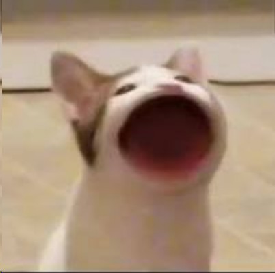 Create meme: the cat opened his mouth meme, cat meme open mouth, meme cat with open mouth